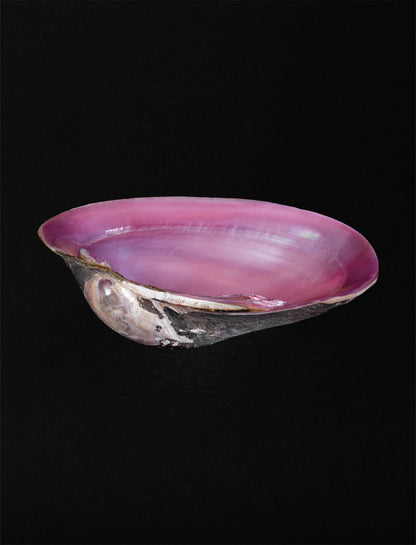 Nacrescent Shell Tray, pink